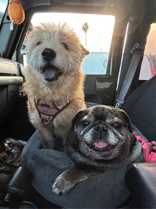 punk rock willow & angus sticker 🎸🤘🎧