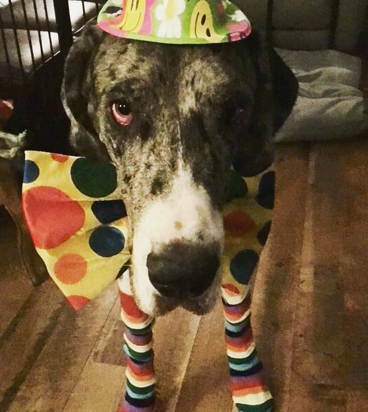 tucker with olive t-shirt sticker #LLT #LLO