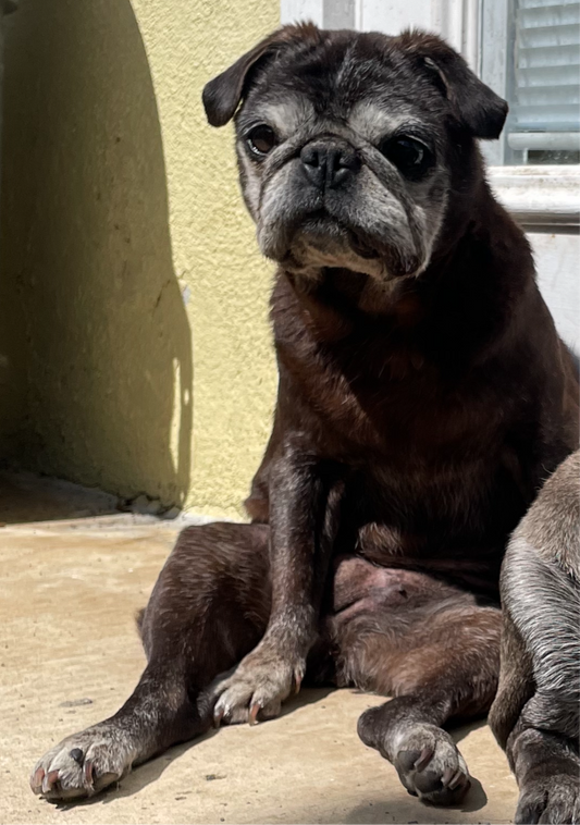 realistic olive sticker