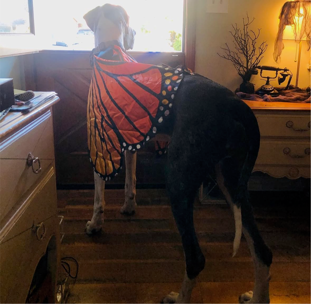 trick or treat tucker sticker (limited edition)