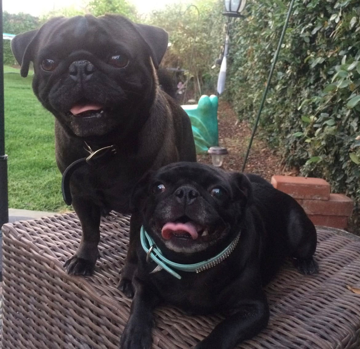 limited edition valentine’s day olive sticker 💗💝💕💞💓💘