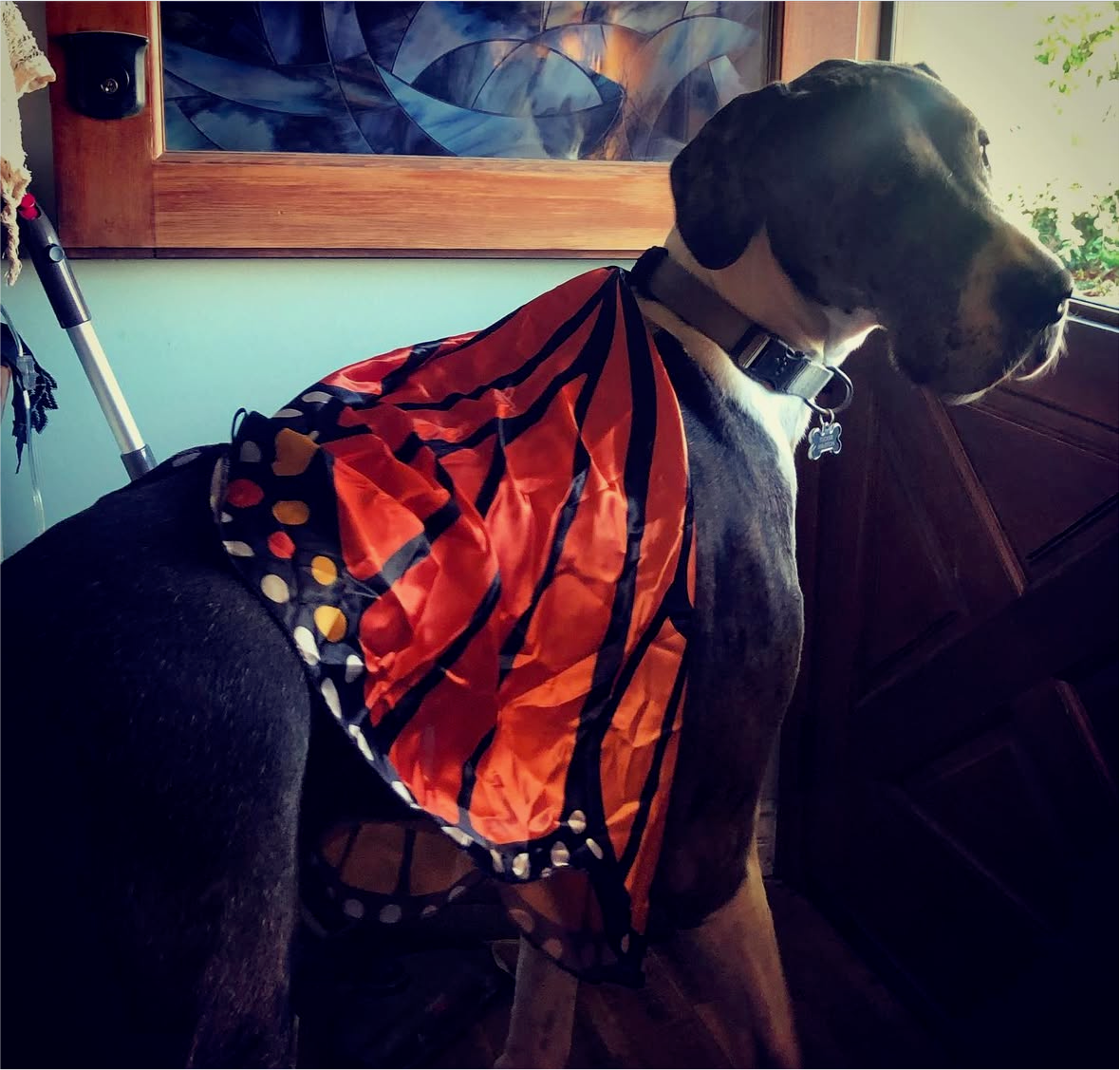 trick or treat tucker sticker (limited edition)